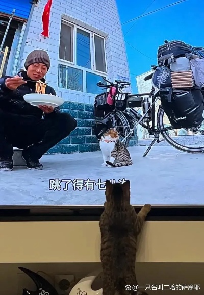 小猫悟空离世之谜，背后仍有多个疑点待解