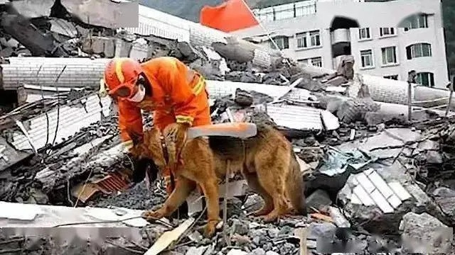 汶川地震67只搜救犬英勇离世，永恒的搜救英雄，铭记心中的感动